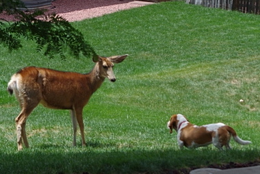 Adopted miniature Basset Hound Betsy and a visitor